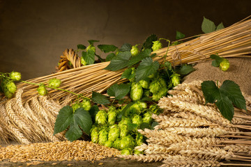 hop cones barley and wheat