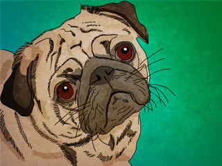 dog pug. graphics - 80068092