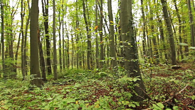 Beech forest in the mountain