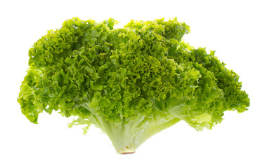 Green Batavia lettuce