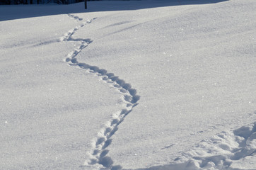 tracce su neve impronte