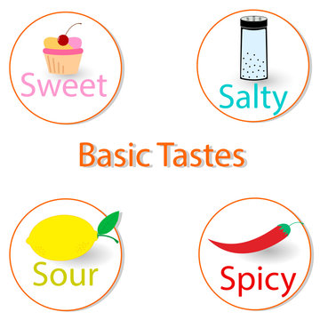 Basic tastes. Vector illustration, infographics.