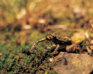 잠자리를 잡은 개구리