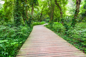 The road in the park