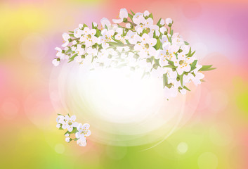Vector frame blossoming cherry tree, spring background.