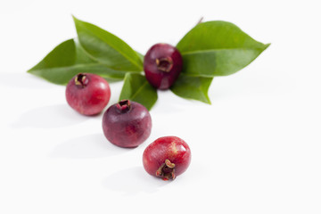 Erdbeerguave (Psidium littorale)