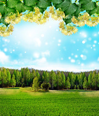 Obrazy na Szkle  Letni krajobraz. Kwiat limonki