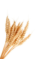 Fototapeta premium Stalks of wheat ears