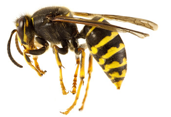 Wasp Isolated