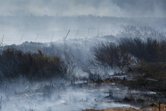DIE 186 BESTEN BILDER, STOCKFOTOS UND ZU „Brandrodung