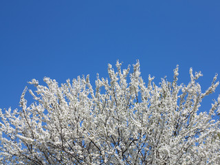 Spring white blossoming tree over blue sky
