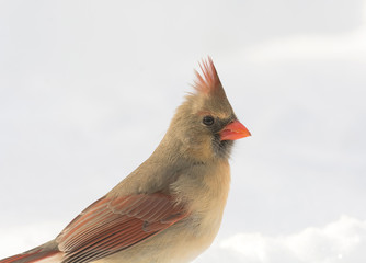 Female Northern Cardinal