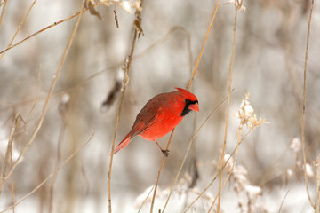 Male northern cardinal
