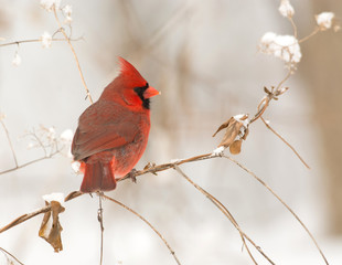 Male northern cardinal