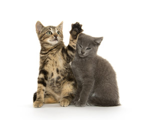 Fototapeta premium Two cute kittens on white