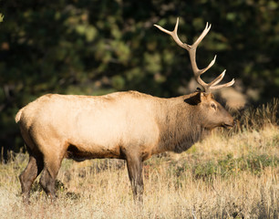 Obraz na płótnie Canvas North American elk