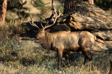 North American elk