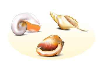 shells