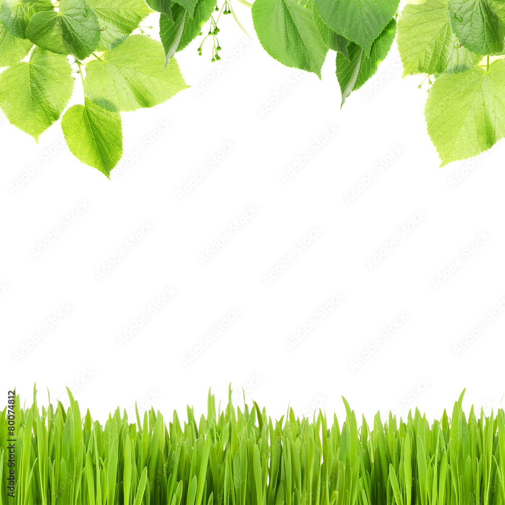 Poster Beautiful spring background with leaves and green grass