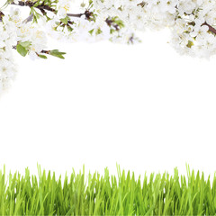 Beautiful spring background with blooming twigs and green grass