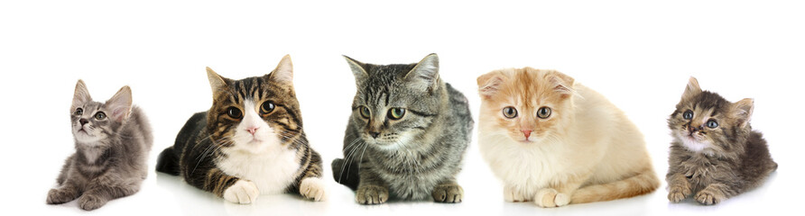 Cats and kittens isolated on white