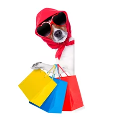 Photo sur Plexiglas Chien fou shopping diva dog
