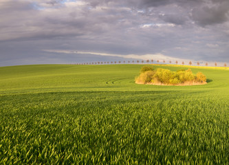 wiosenne pole © Mike Mareen