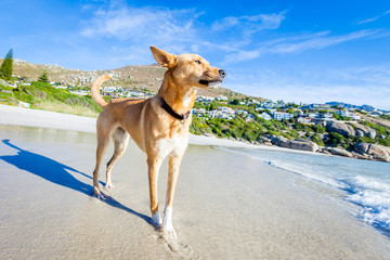 dog playing at the beach