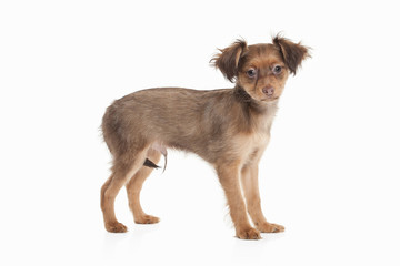 Dog. Russian toy terrier puppy on white background