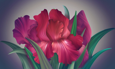 Fantasy Red Colorful Irises on backdrop for design and decor