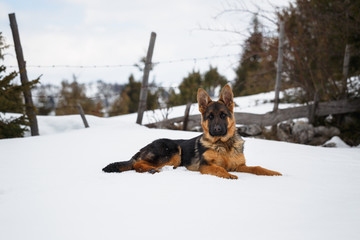 German Shepherd, portrait of a puppy in the snow