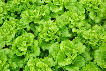 green lettuce crops in growth  - obrazy, fototapety, plakaty