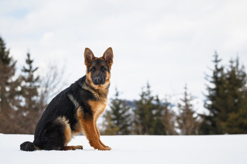 German Shepherd, portrait of a puppy in the snow