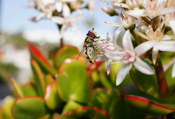 Schwebfliege trinkt auf Lanzarote