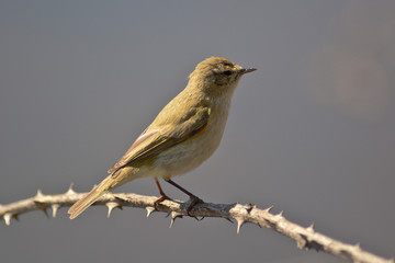 luì piccolo (Phylloscopus collybita) su siepe