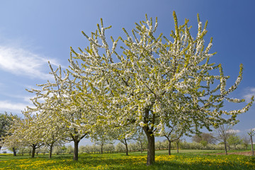 Obstbaumplantage