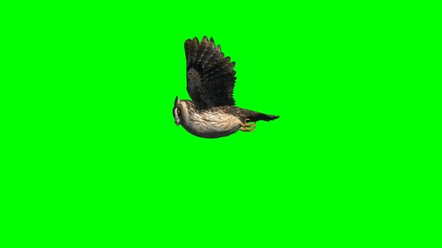 owl in gliding - 2 different views - green screen 2