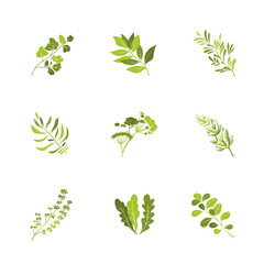 Herbs and spices icons cartoon vector