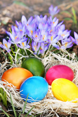 Nest mit bunten Ostereiern vor lila Krokussen