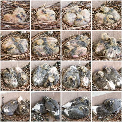 Baby Sparrow Development: From Hatchling to Fledgling