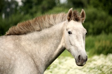 Fototapeta premium Portret biały andaluzyjski młody źrebak