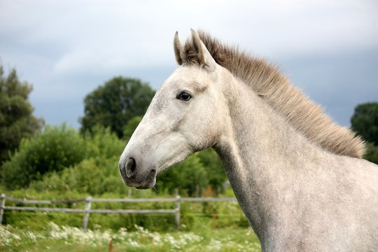White andalusian young colt portrait