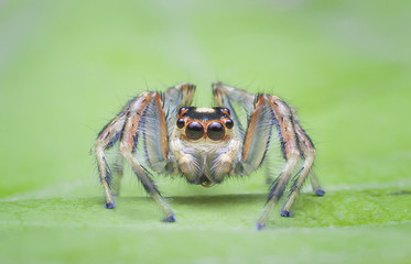 Jumping spider
