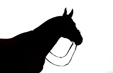 The black silhouette of a horse in a bridle on a white backgroun