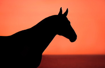 Black horse silhouette on a red background