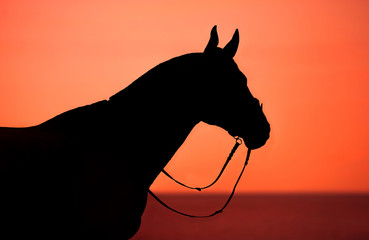 The black silhouette of a horse in a bridle on a red background