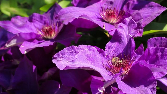Honey bee on violet blooming clematis in the spring garden