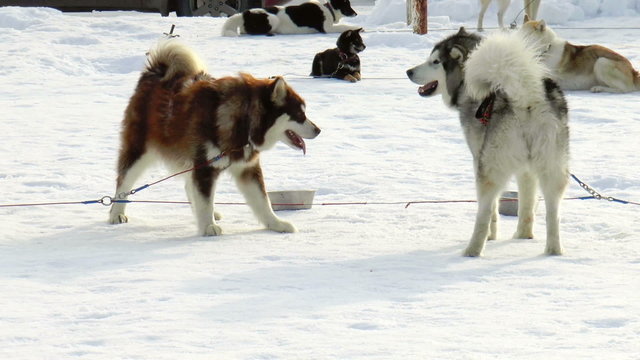Siberian husky, huskies, malamutes outdoors on a snowy field