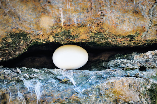Egg between of stones