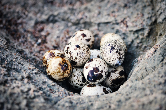 Quail eggs on the surface stone